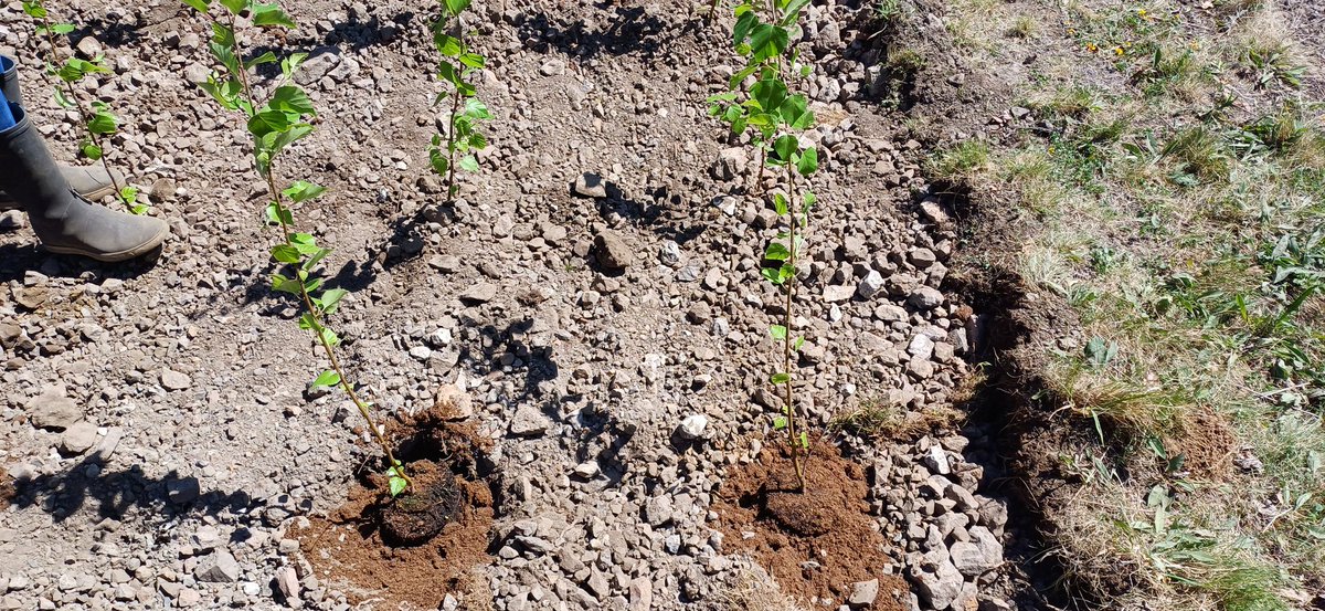 Nano-phytoremediation for soil contamination. In situ experiment combining zerovalent iron nanoparticles (nZVI) with a phytoremediating species in this case Betula pubescens.
#phytoremediation #soilremediation #soilcontamination #naturebasedsolutions #nanopartcles #nanotechnology