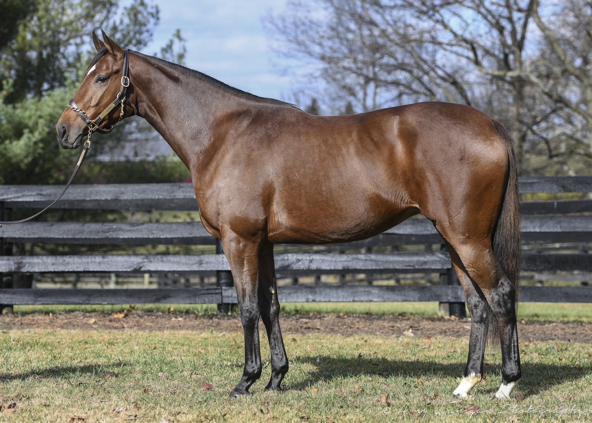 Natalma #MareMonday EASY SILENCE a winning, Listed-placed daughter of Constitution out of G2-placed Lavender Sky from the family of G1 winner ALPHA. She has a good-looking colt by @HillnDaleFarm Maclean’s Music for 2023 and is visiting @LanesEndFarms Quality Road this year.