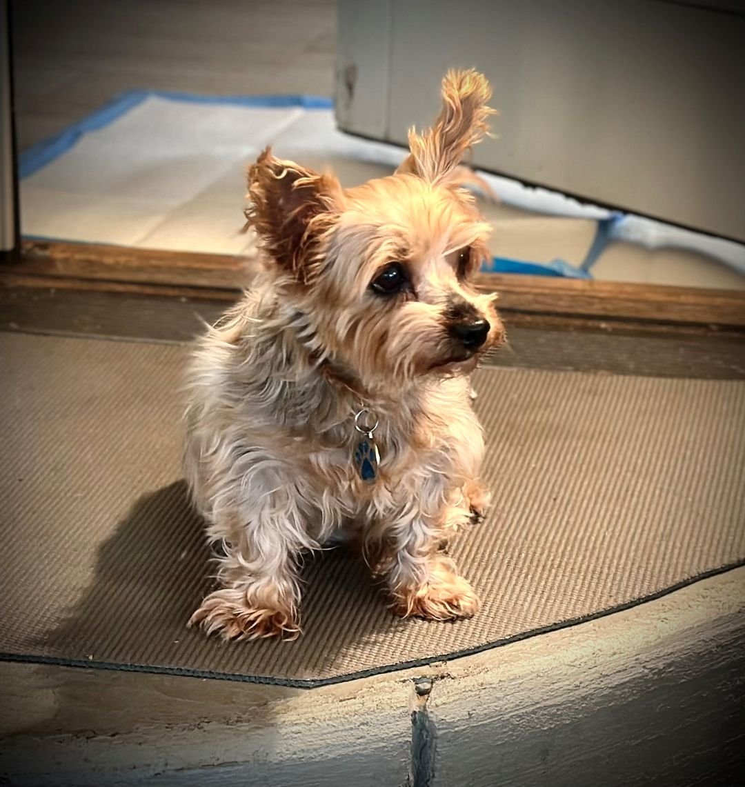 HWAHSeniorPets's tweet photo. #VolunteerAppreciationWeek2023 #sissy #ForeverFoster
Can you remember which of our wonderful Volunteers is now a forever foster Mom to Sissy?
https://t.co/rlIGSSHmLq https://t.co/r26t5Lao9r