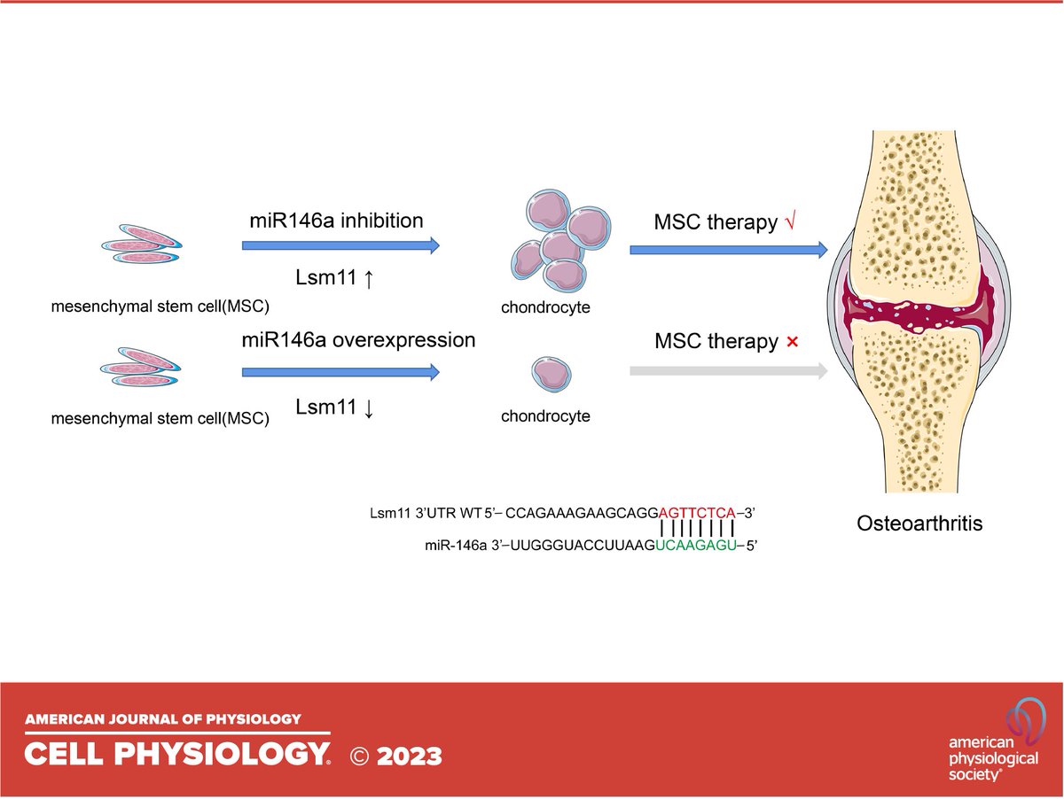 APSPublications's tweet photo. New in @AJPCellPhys: MiR146a modulates #chondrogenesis of bone marrow mesenchymal stem cells by modulating #Lsm11 expression (Liu et al.)

https://t.co/ottgggB2ZL

@MDAndersonNews #Osteoarthritis #MicroRNA146a #BoneMarrow #MesenchymalStemCells https://t.co/EOTmrnaUbf