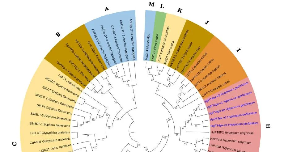 PlantPhys's tweet photo. Biosynthesis of polyprenylated xanthones in Hypericum perforatum roots involves 4-prenyltransferase (Hesham M B Sayed, Sara Nassar, David Kaufholdt, Ludger Beerhues, Benye Liu, Islam El-Awaad) https://t.co/dWs7Is1p6S @iawaad @ASPB #PlantSci https://t.co/6TExmuDvcx