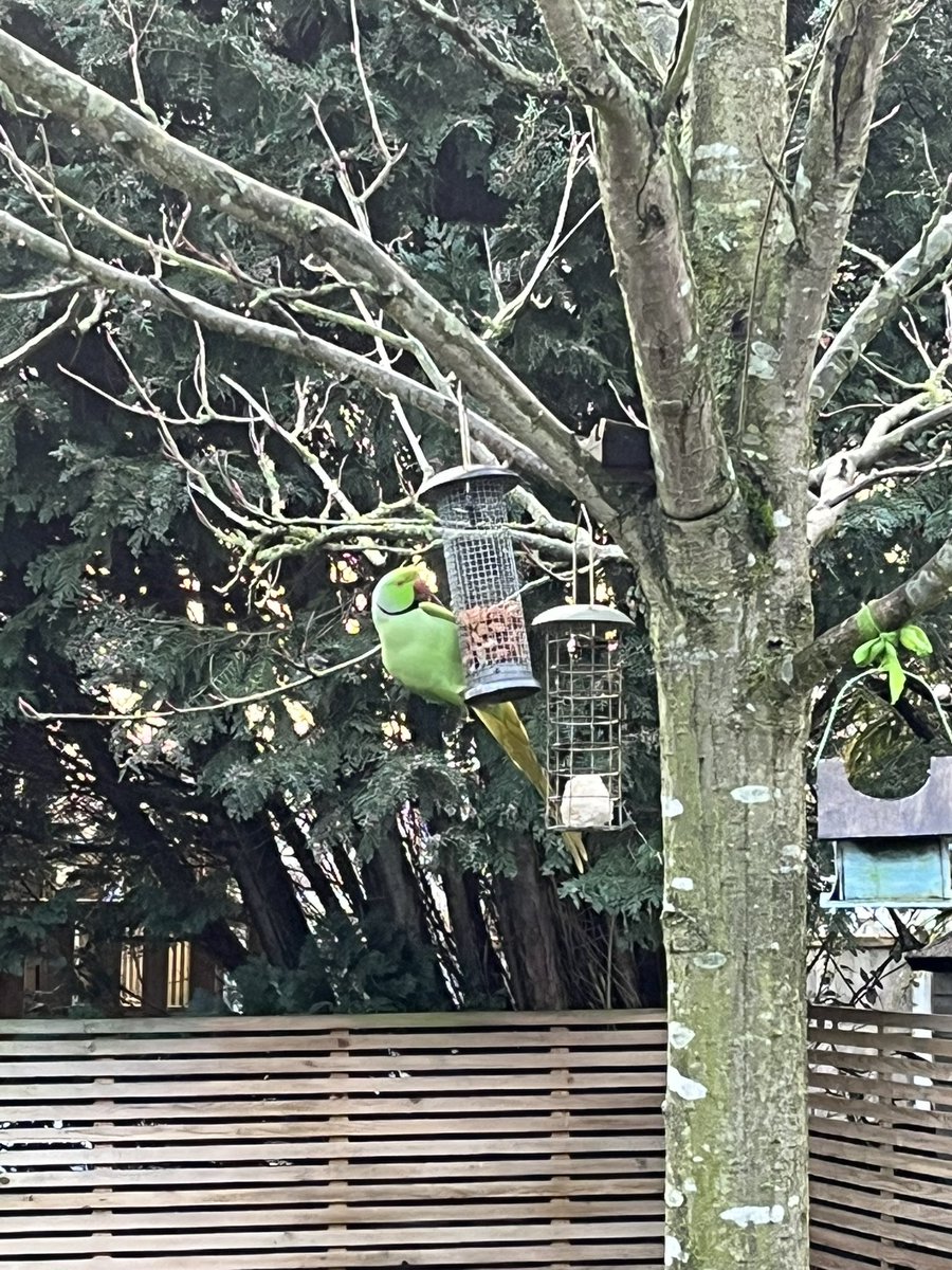 Ryan Pike tweet media