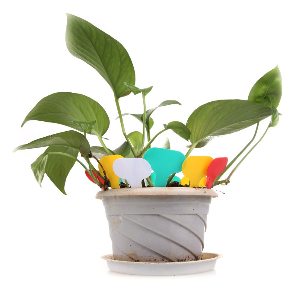 Looking for some new plant tags? This 100 piece set comes with many different colors of tags that are durable and reusable. Check out our website to get them delivered directly to you! plantsgaloreandmore.com/product/100-pc… #plants #planttags #garden #gardening #gardenlife #gardenlove