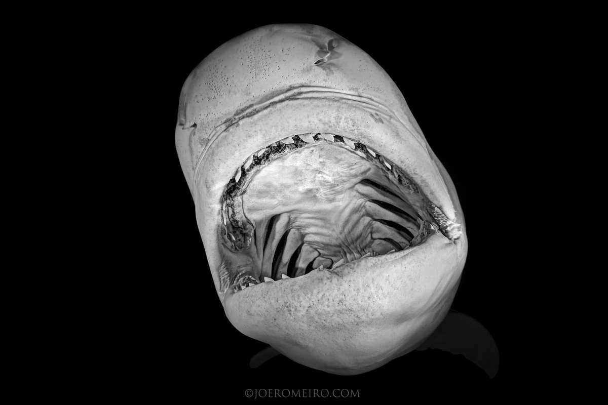 JoeRomeiro's tweet photo. MEOW - Tiger Shark #shark #sharks #night #midnight #sharkbite #underwaterfilm #film #ocean #sea #saltlife #beachlife #fish #joeromeiro 
#333productions #Warfish #sharkteeth #nightlife #xl #large #giant #underwaterphotography https://t.co/9h7CHgKtik