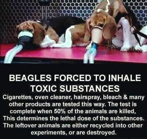 #Rickygervais this week starts #Worldweekforanimalsinlabs.And it has long been a cause of yours to #EndAnimalTesting  many #Animals such as #beagles  #Dogs #Rabbitts #SaveRalph and #Mice & #Monkeys #Cats etc are used in these horrific tests.Its time #Endanimalcruelty .