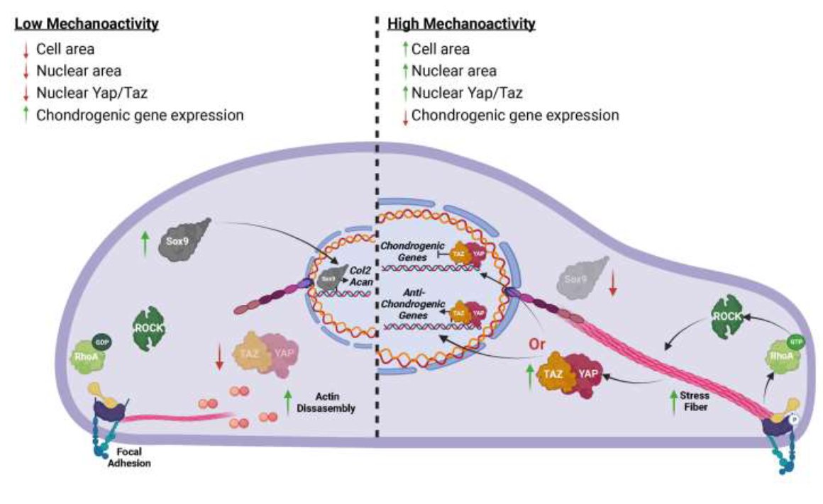 How does mechanical loading regulate chondrocyte phenotype? Check out this beautiful work led by @SwampHagWitch et al. from <a href="/MauckLab/">Mauck Lab</a> and <a href="/McKayLaboratory/">McKay Orthopaedic Research Laboratory</a> on @MBoCjournal doi.org/10.1091/mbc.E2…