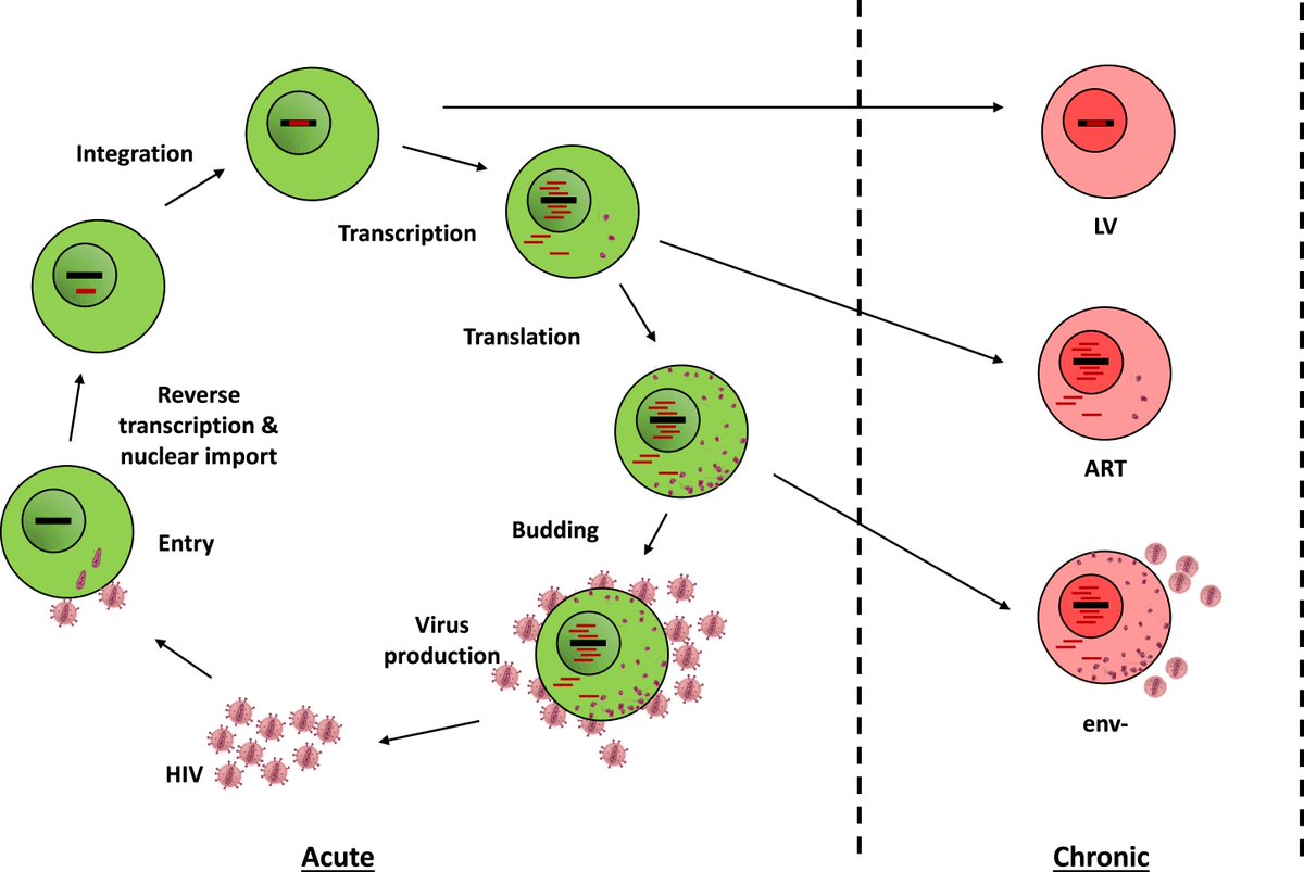 ImmunoHorizons's tweet photo. #NewinIH: @ArhelNathalie @IRIM_life assess the impact of persistent #HIV infection on #ILC using in vitro models | #ReadIH #OpenAccess #immunology π https://t.co/OfyvZgmCPN https://t.co/j6VDmCIW0F
