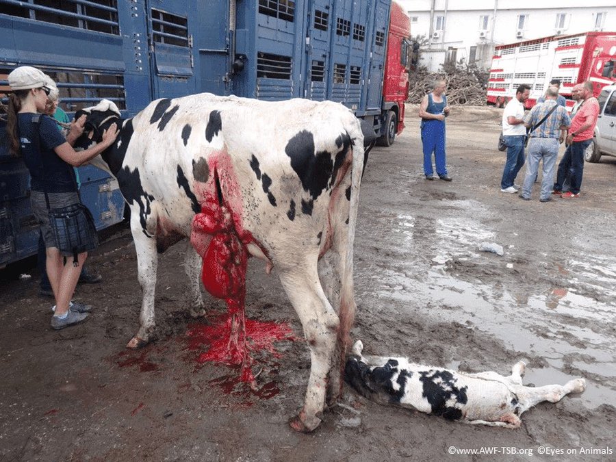 Vegan Guide (@veganguide_) on Twitter photo Animals transported for meat often endure cramped conditions ๐ฎ, extreme temperatures ๐ก๏ธ, and lack of access to food and water ๐ซ๐ด.
By adopting a vegan lifestyle ๐ฑ, you can help prevent the needless suffering of animals.
#Vegan
๐ท: <a href="/Eyes_on_Animals/">Eyes on Animals</a> via / <a href="/dairy_truth/">Dairy-Truth</a> Animals transported for meat often endure cramped conditions ๐ฎ, extreme temperatures ๐ก๏ธ, and lack of access to food and water ๐ซ๐ด.
By adopting a vegan lifestyle ๐ฑ, you can help prevent the needless suffering of animals.
#Vegan
๐ท: <a href="/Eyes_on_Animals/">Eyes on Animals</a> via / <a href="/dairy_truth/">Dairy-Truth</a>