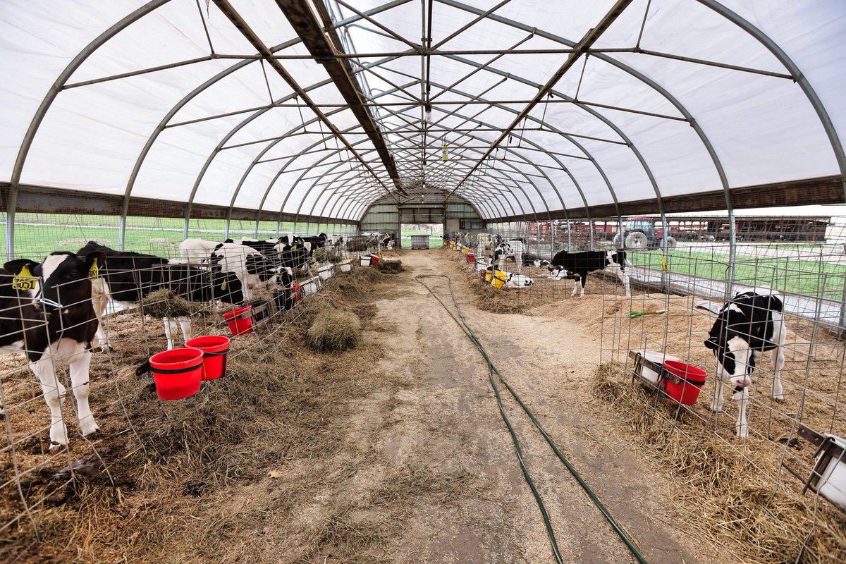 AsmSantabarbara's tweet photo. Some photos to share from my visit to Creek Acres Farm in Amsterdam, NY  — thanks for the tour 🐮 ❤️ https://t.co/Wml1xv9Fz1