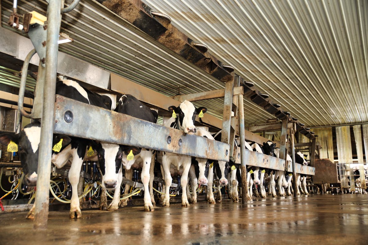AsmSantabarbara's tweet photo. Some photos to share from my visit to Creek Acres Farm in Amsterdam, NY  — thanks for the tour 🐮 ❤️ https://t.co/Wml1xv9Fz1