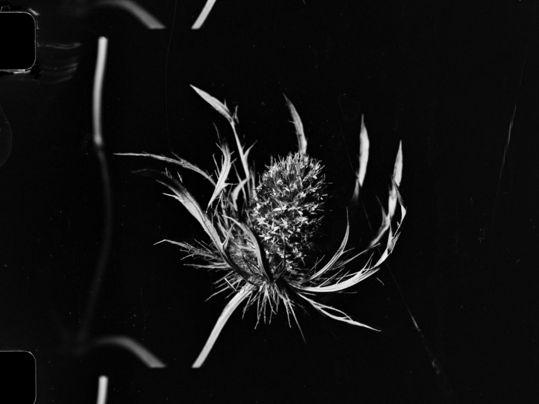 FrameDiscreet's tweet image. Recent work by Matthew Ripplinger
Timed &amp;amp; Flat versions
16MM Black &amp;amp; White
‌doktor.ripp