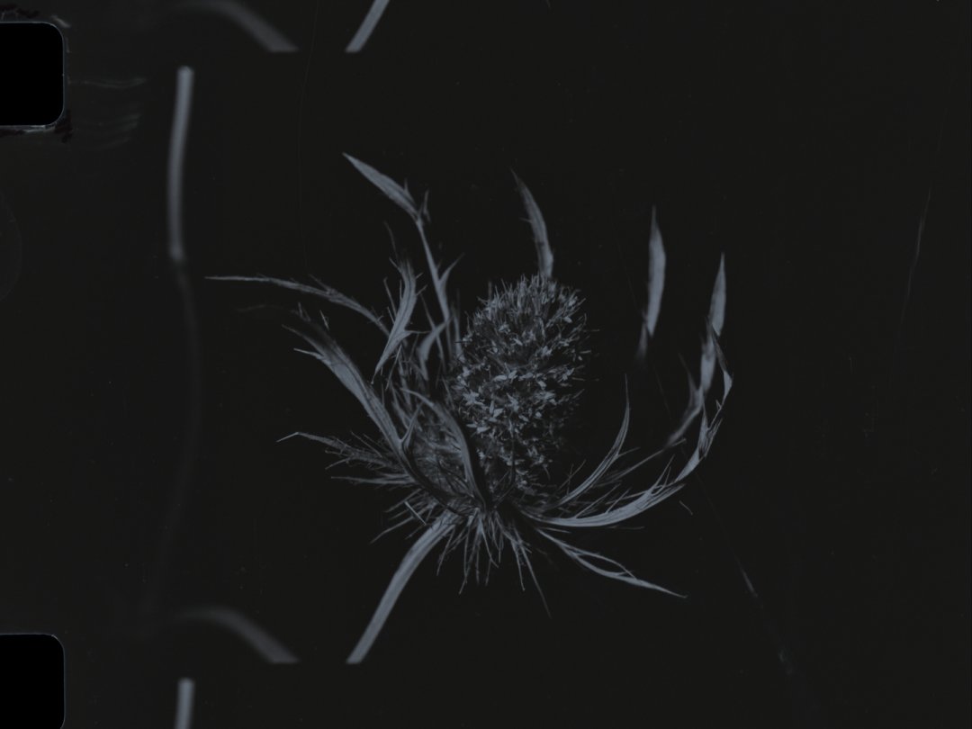 FrameDiscreet's tweet image. Recent work by Matthew Ripplinger
Timed &amp;amp; Flat versions
16MM Black &amp;amp; White
‌doktor.ripp