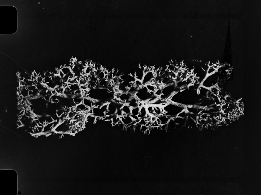 FrameDiscreet's tweet image. Recent work by Matthew Ripplinger
Timed &amp;amp; Flat versions
16MM Black &amp;amp; White
‌doktor.ripp