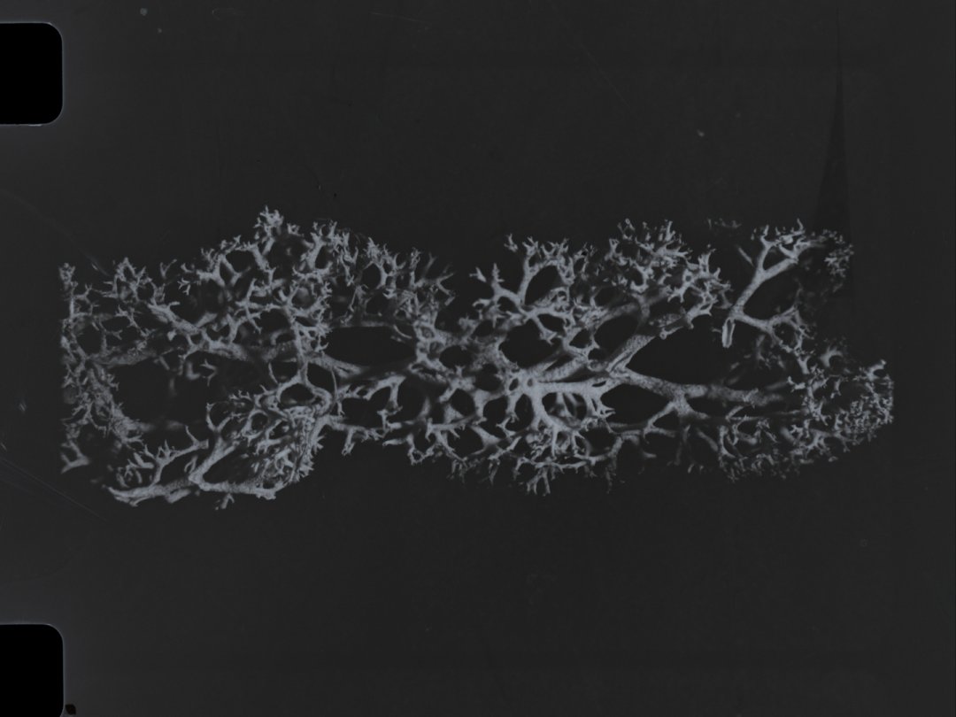 FrameDiscreet's tweet image. Recent work by Matthew Ripplinger
Timed &amp;amp; Flat versions
16MM Black &amp;amp; White
‌doktor.ripp