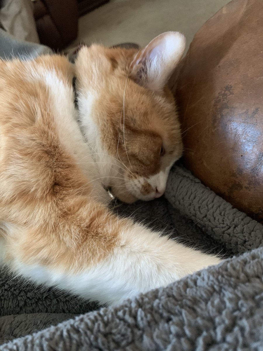 funfunjuliedunn's tweet photo. One of my favorite parts about working from home. ❤️ https://t.co/g7VAUnj0DA
