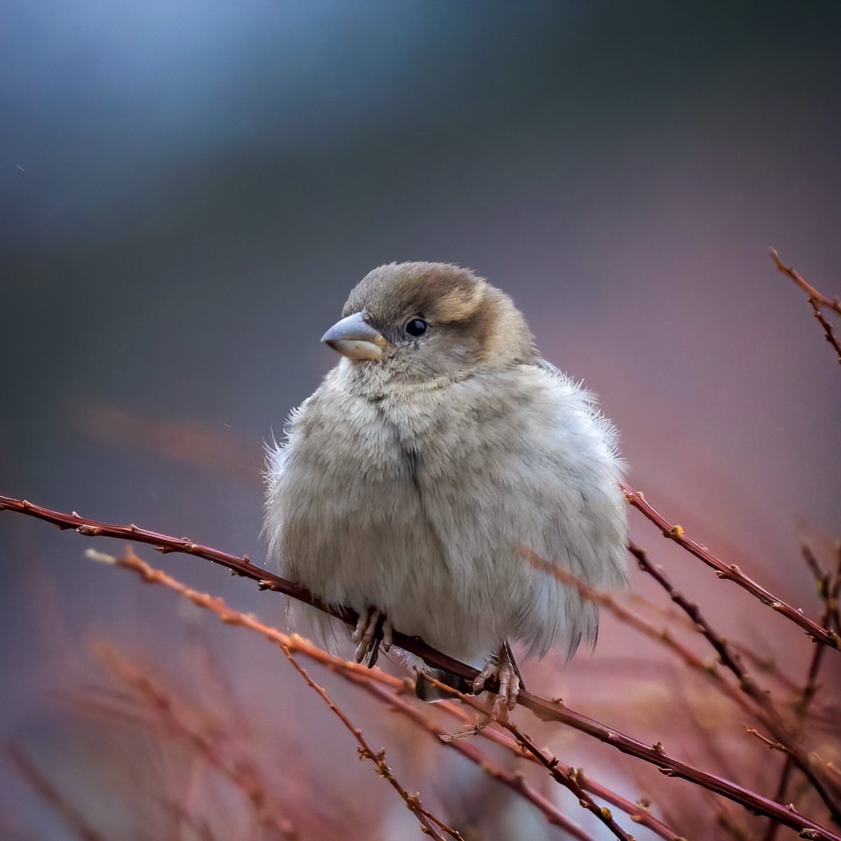 Travel gråspurv-hverdag nå. Det var sikkert godt med en liten pause på pinnen. #HouseSparrow