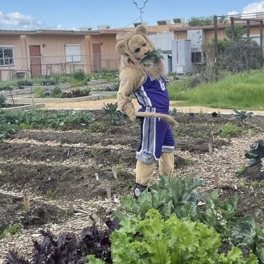 LandBasedEd's tweet photo. The secret to the @SacramentoKings success? We think it’s because @SlamsonTheLion discovered kale when he visited our #thousandstrong urban ag interns at the Burbank Urban Garden this year. Slam dunk. #readyforgame2 #eatyourgreenskids https://t.co/fW0njxB31a