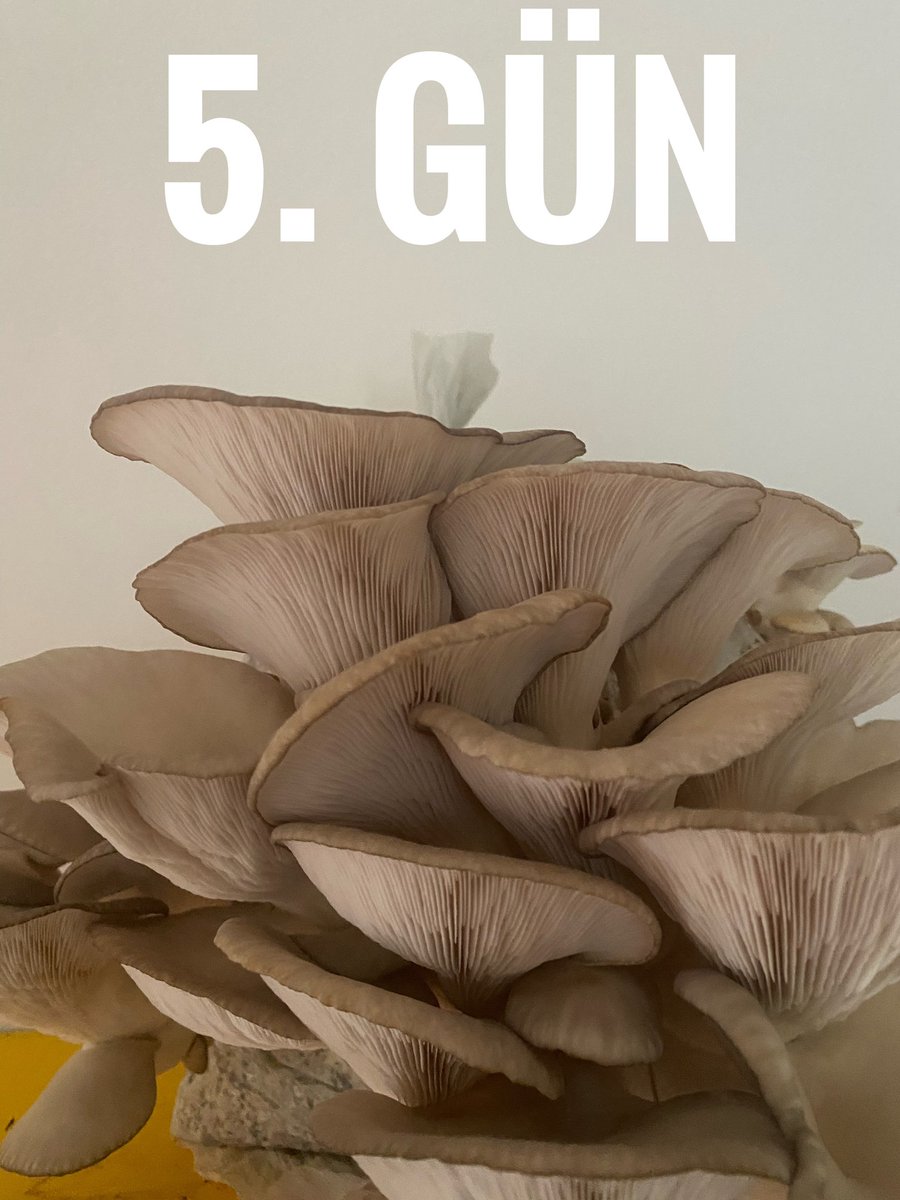 Bir mantarın günlük gelişimi…
#istiridyemantarı #mantar #mantarkompostu #egemantar #oystermushrooms #mushrooms #mushroom