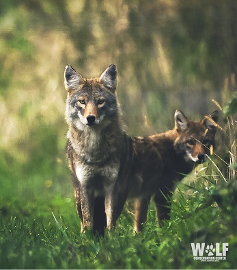 Miss out on our live presentation of "Coexisting with Coyotes"? The recording is available for one week from today at youtu.be/u5CvWDScqDU