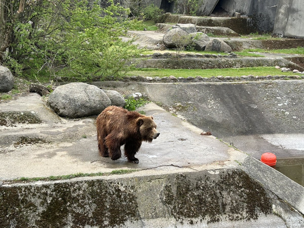 IlkaRocks's tweet photo. 📍Sofia Zoo today
#sofia #bulgaria #софия #българия #zoo #sofiazoo #animals #zooanimals #familyfun #familytravel #travelingwithkids #travelingwithchildren https://t.co/D3yJC0zwQd