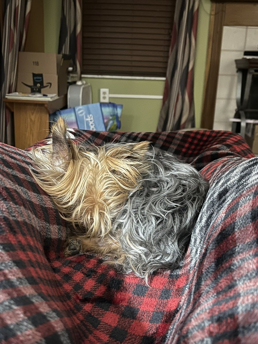 taishacv1's tweet photo. The house feels so empty/barren without you. I miss you Cookie😞 https://t.co/0ZVtprb8Gz