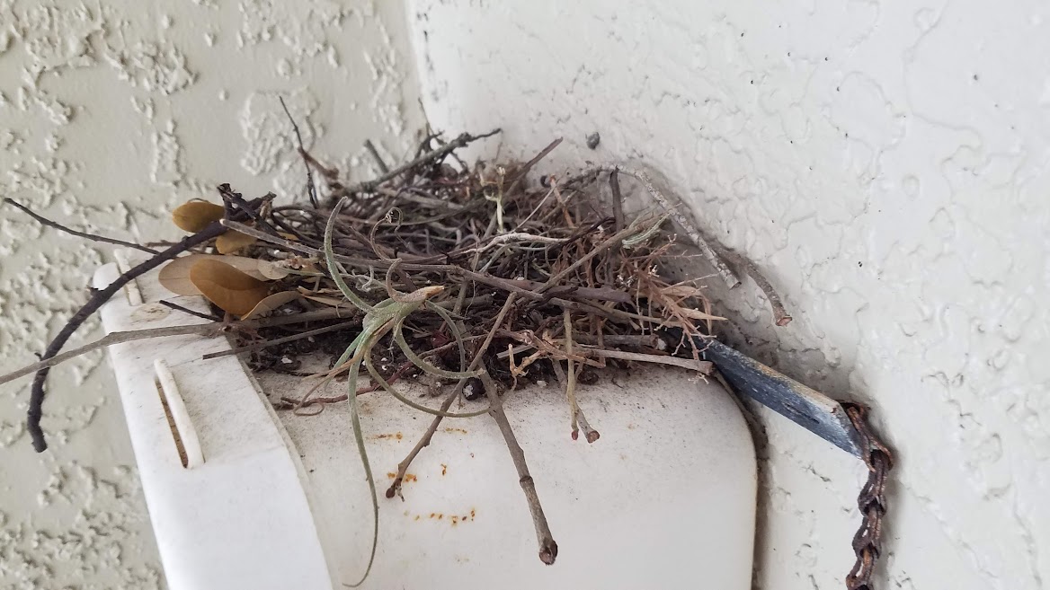 billeecox's tweet photo. Oh great #anotherbirdnest littering #thefireextinguisher outside #mydoor at least I'll have fresh #eggs tomorrow #forbreakfast https://t.co/WJddS8OOGg