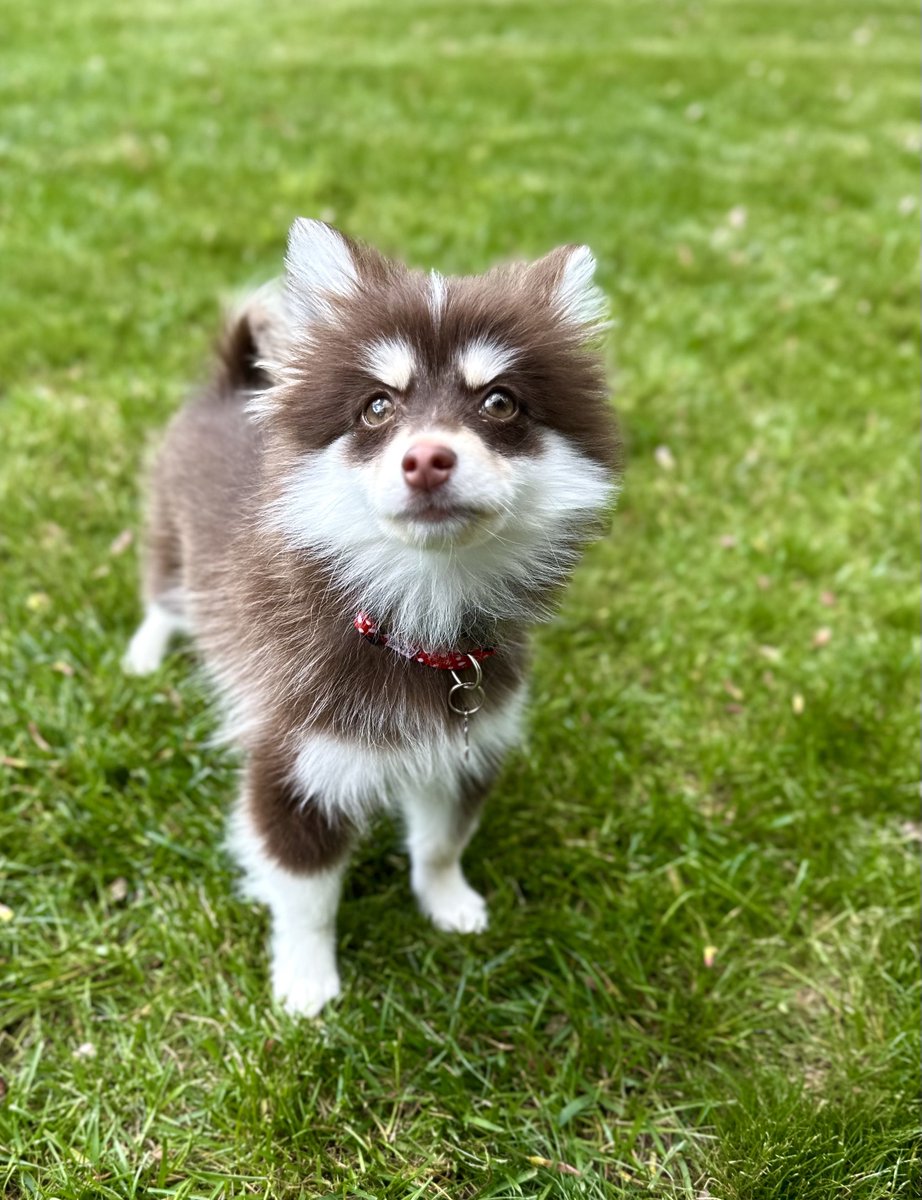 My name is Pidge, I am a red and white pomsky. #pomsky #puppyoftwitter