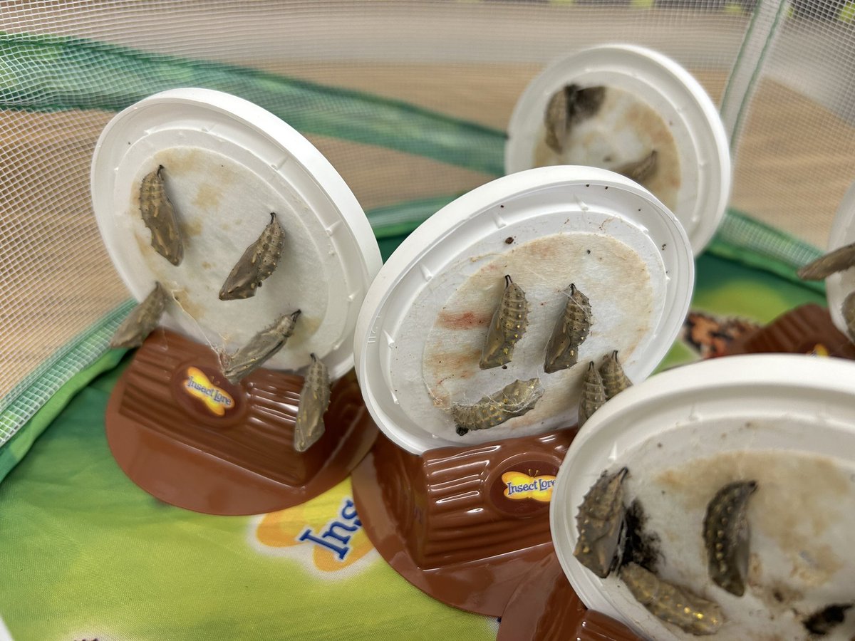 Mrs. Solano’s Class tweet media