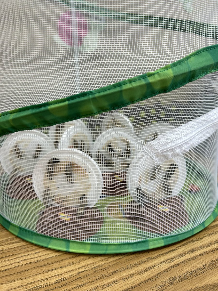 ….and now, we wait….🐛🦋 <a href="/Millerprin/">Kimberley Giles</a> <a href="/millerptaob/">millerptaob</a>