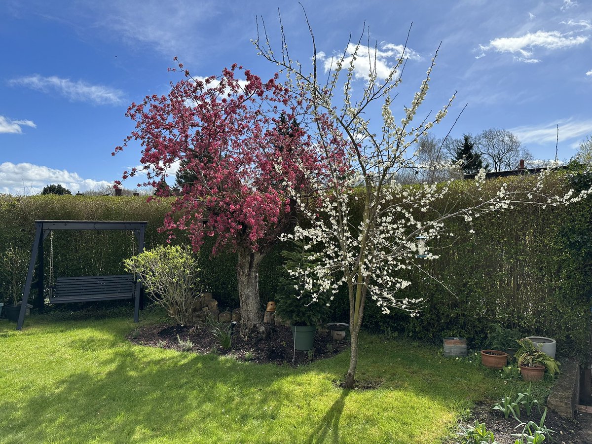 Pink and white in the front garden #BlossomWatchComp #LetchworthGardenCity