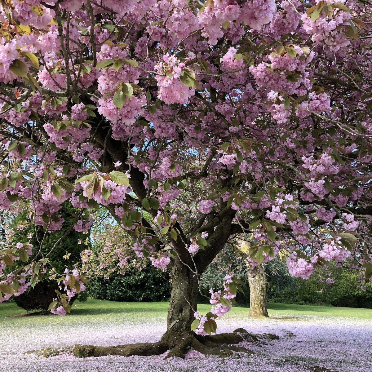 😍#BlossomWatchComp and would love to win a year's worth of <a href="/NationalTrust/">National Trust</a> holidays!