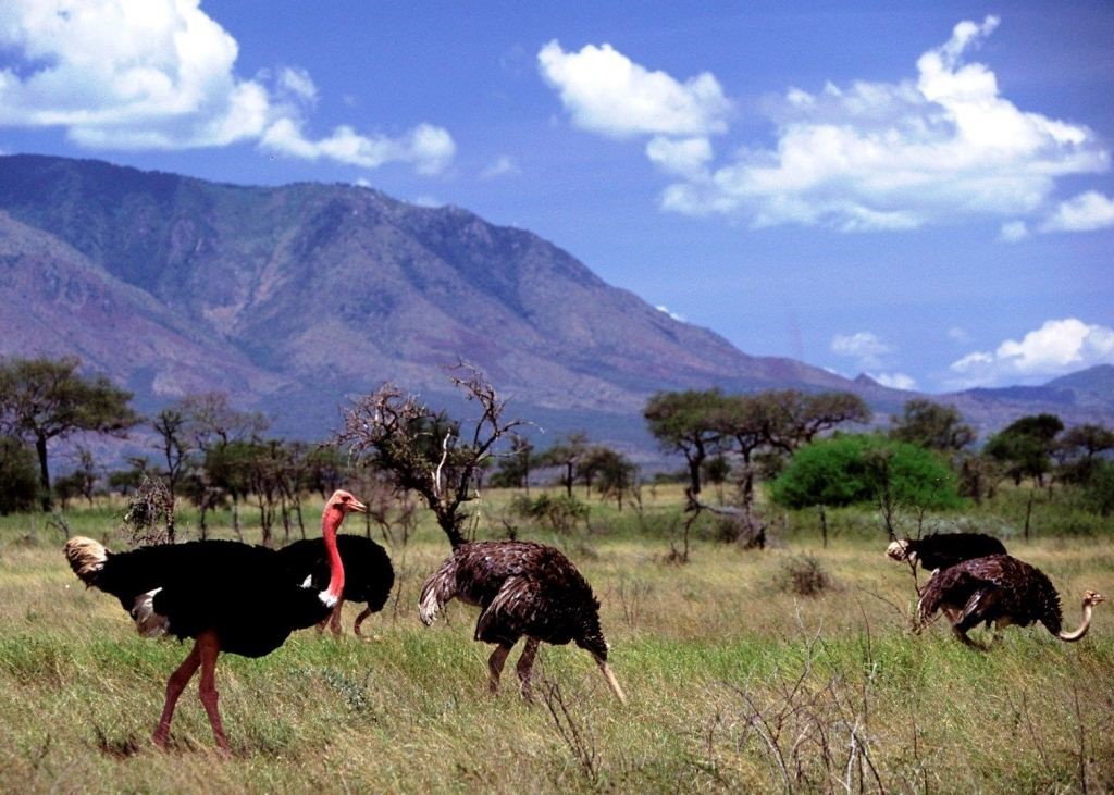 You can see these big birds #ostriches in Kidepo National Park. They lay the largest eggs on earth and can run  up 70km per hour #Africansafari #pearlofafarica #Africanwilderness  #offroadugandasafaris    Email us via: info@offroad-safaris.com