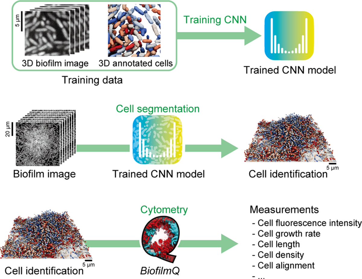 Single-cell segmentation in bacterial biofilms with an optimized deep learning method enables tracking of cell lineages and measurements of growth rates @MolMicroEditors by Eric Jelli et al from @knutdrescher with @CareyNadell onlinelibrary.wiley.com/doi/10.1111/mm…