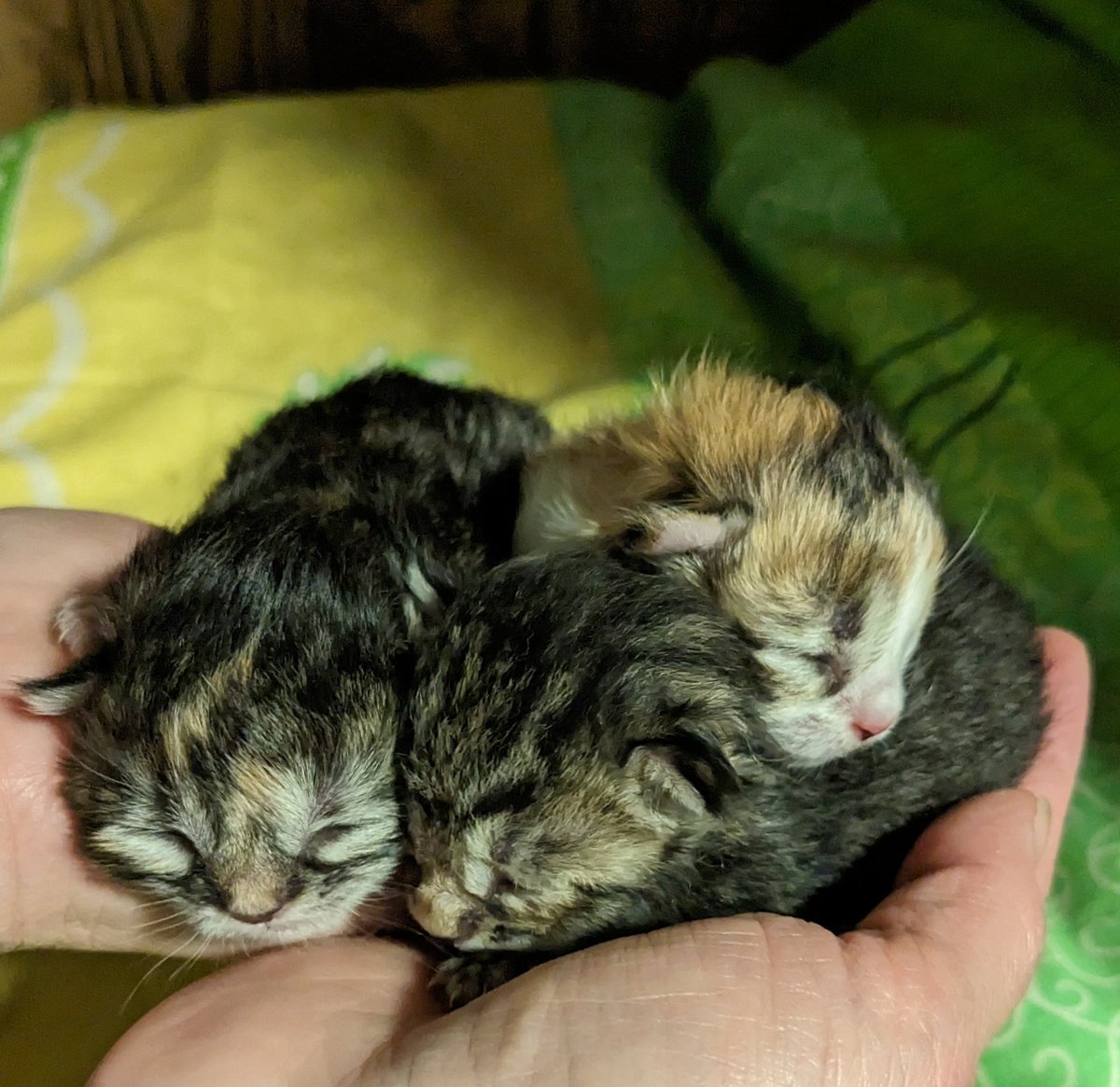 JuliaSolonchuk's tweet photo. Hello friends, on April 14, someone dumped three newborn kittens to my place. Two girls and a boy. We need medical under pads and food for my other cats.
Thank you!
Pay Pal solonchuk.sasha@gmail.com https://t.co/Rkau0jfyng