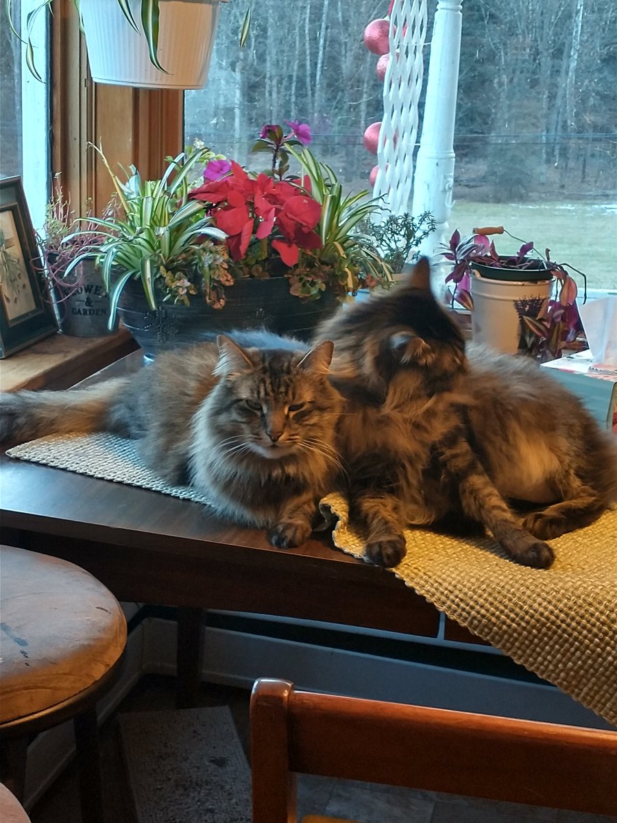 GenderButNot's tweet image. ❤️Cuddles❤️