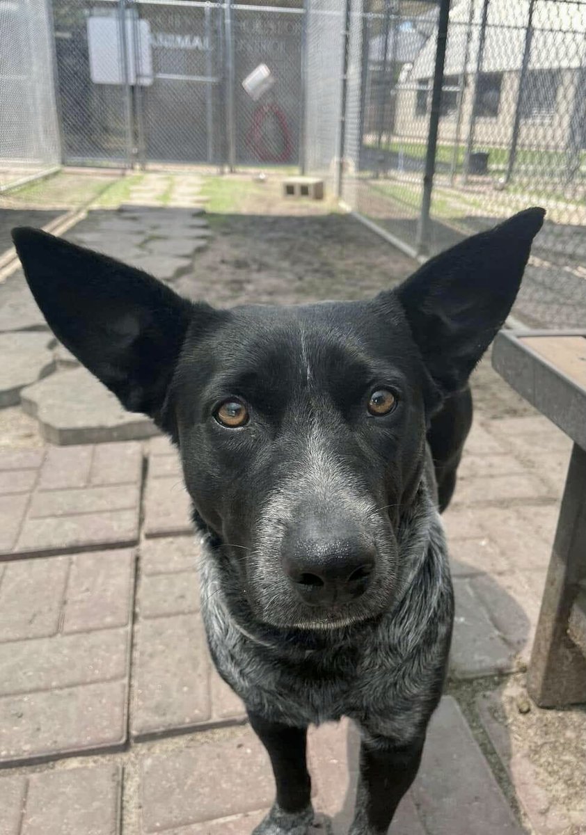 BearyHappy04's tweet photo. 🚨URGENT: KILL LISTED 1pm Tues 4/18 #Houston #Texas
Shy LEA (A1873151) 💖1-2 years old
🎥https://t.co/tUaOVAoOOh
🎥https://t.co/Xqd1etMRoz
𝗙𝗼𝘀𝘁𝗲𝗿 𝗼𝗿 𝗔𝗱𝗼𝗽𝘁𝗶𝗼𝗻 𝗲𝗺𝗮𝗶𝗹 w/her ID
barcfoster@houstontx.gov
barcadoptions@houstontx.gov
#dogsoftwitter #TX #houstontx https://t.co/WP9GW2aSZI