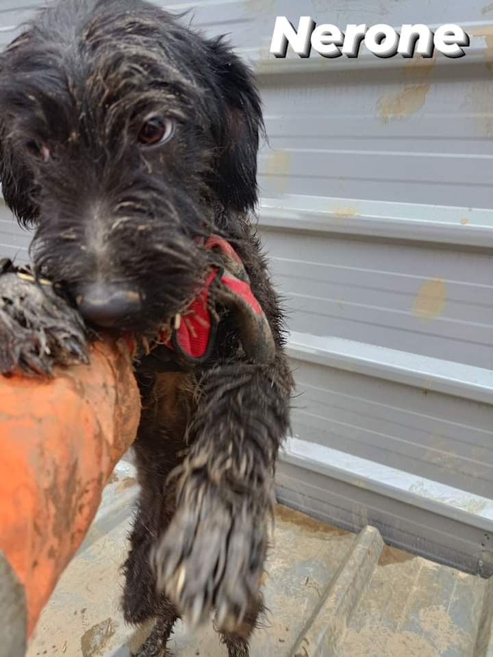 prijedoremergen's tweet photo. 🚫🆘🚫🆘🚫🆘🚫🆘🚫🆘🚫🆘
QUANDO CHIEDIAMO AIUTO PER QUESTE CREATURE, VUOL DIRE VERAMENTE CHE QUESTI CUCCIOLI SONO AI LIMITI ESTREMI DELLA SOPRAVVIVENZA!!!!!!!!🚫🆘🚫
Vaccinati, michrochip,pronti per la partenza!!!
👇👇👇
https://t.co/aZYMsVEEXS https://t.co/El0ti7MDPD