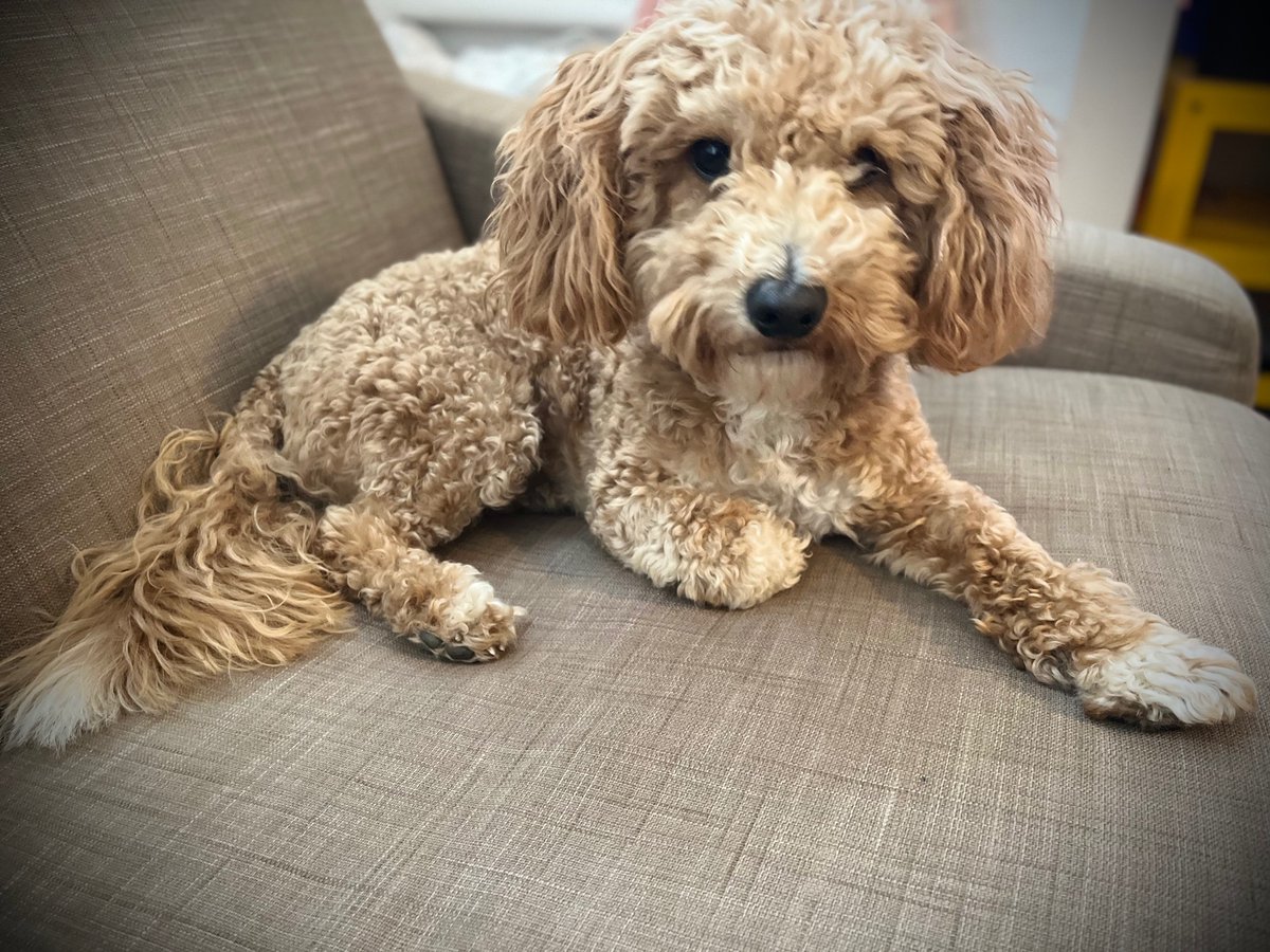 pabloochon's tweet photo. ‘No dogs on the sofa’ you say?
Au contraire, my friend
#DogsOnTwitter
#DogsonSofa https://t.co/o1hECiHwlp