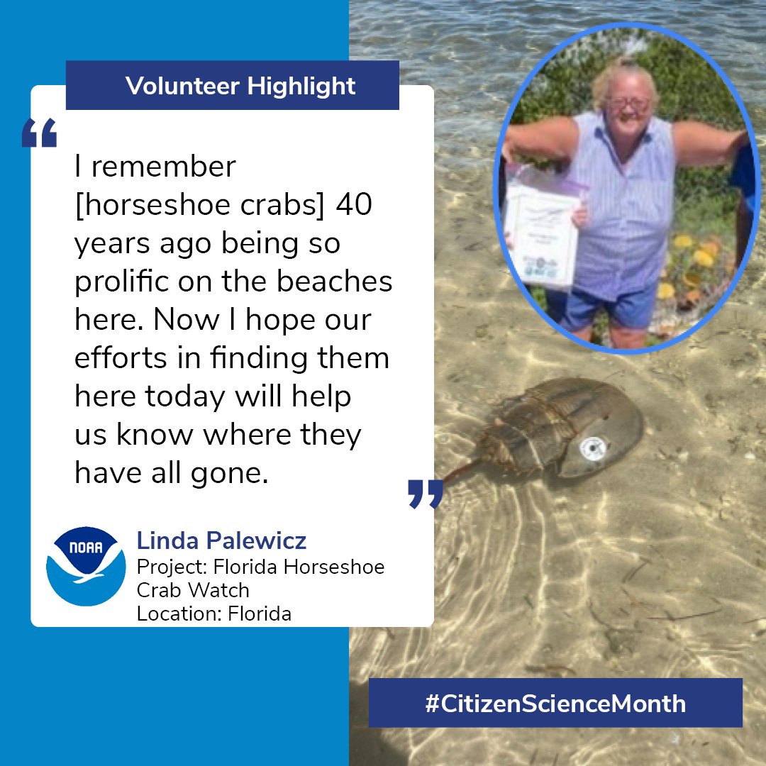 NOAAeducation's tweet image. A “wanted” horseshoe crab? Crime committed: Escaping a data collection tag! Linda Palewicz, a volunteer with Florida Horseshoe Crab Watch, loves the hunt — and the catch! — when it comes to #CitSci monitoring: noaa.gov/education/stor… #CitizenScienceMonth #CitizenScienceNOAA
