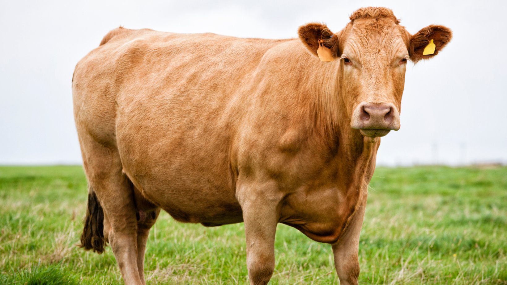 Dr. Joseph Mercola on Twitter: 