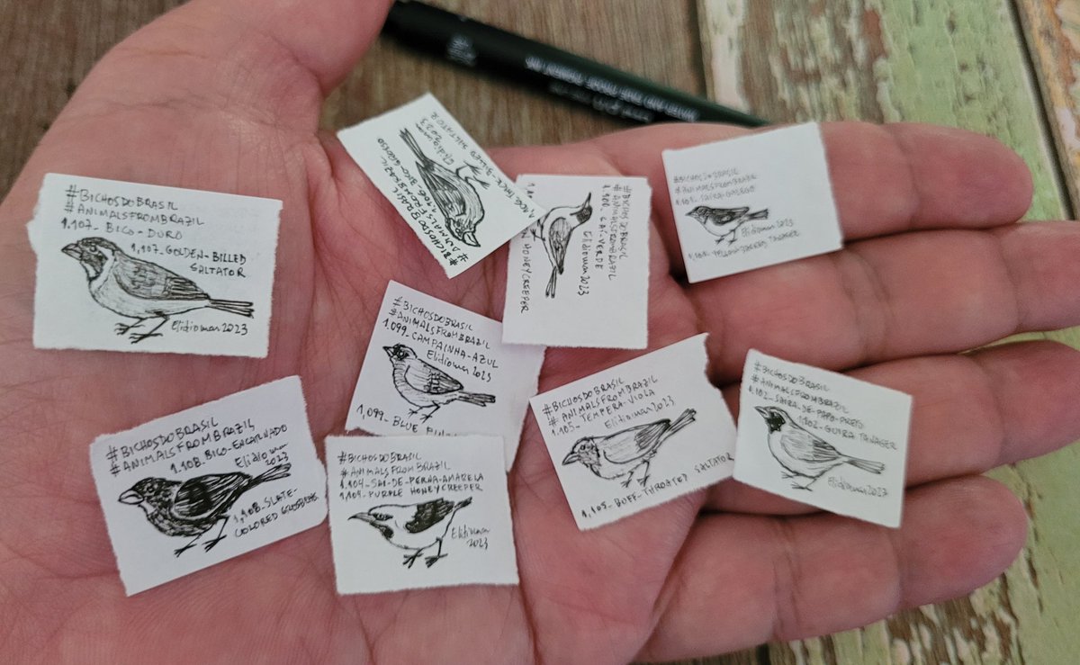 elidiomar_prof's tweet photo. A ornitofauna brasileira na palma da mão.
#zoologiacultural #birds #birdsofinstagram #brazilianbirds #minidrawing #tinydrawing #microdrawing #artsoninstagram #art #zooart #scienceart #cienciarte https://t.co/2ZVrHD2d24