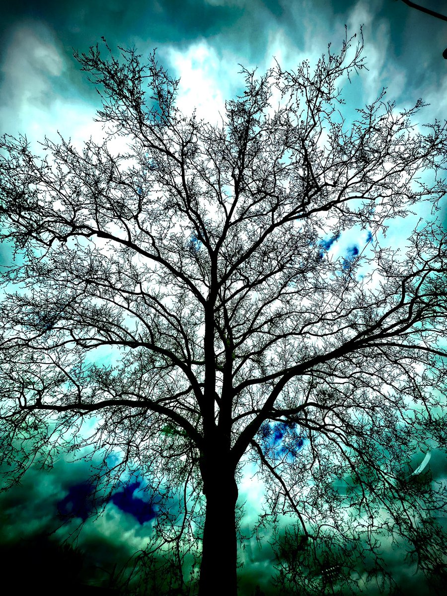 terrycrooks's tweet photo. At the top of the hill, I waited 
beneath the tall sycamore lightly dressed for spring, 
our bare white limbs shaking in the cold steady wind — Saturday had promised summer, after all.
Together, we watched the sea of spent storm clouds sailing away east
and dreamed of summer. https://t.co/zAS1TLxjKg