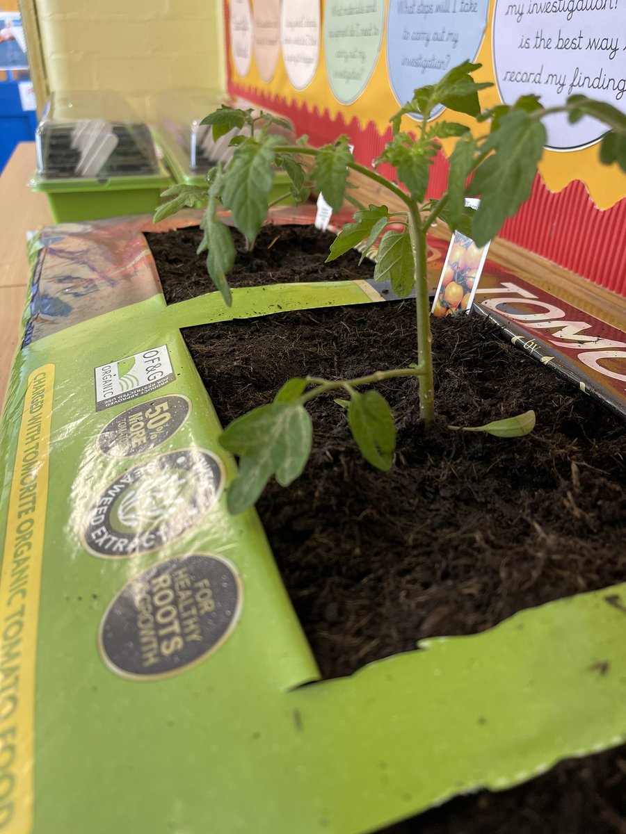 Miss_C_Nelson_'s tweet photo. We’ve loved our Super Start to our topic ‘What a waste!’. We have explored what the phrase food security means and have donated to the local food bank to help others. We have planted our own food too which we can’t wait to watch grow so we can taste it! @PelhamPrimary_ https://t.co/2uJbuH2GmT