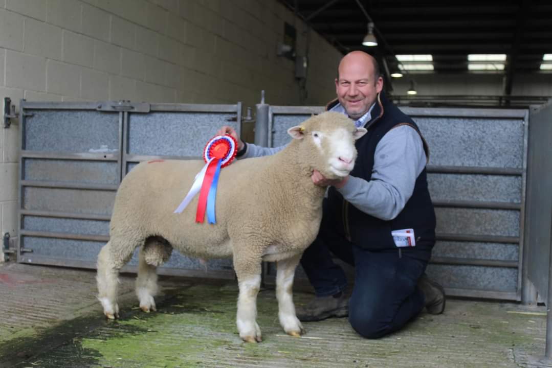 Centurion Dorset Sheep Breeding Group tweet media