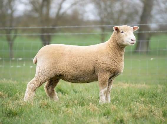 Another successful sale with a strong trade. This years ram of the year went to lot 104 from Hydes Dorsets selling for 1600gns. 
Champion female went to lot 144 again from the Hydes flock selling for 650gns. 
The group would like to thank all our bidders and purchasers. 
#Sheep