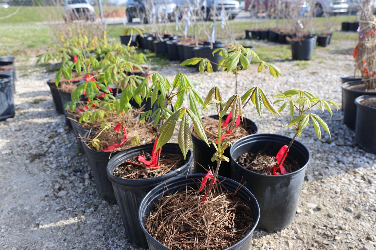 FYVgov's tweet photo. As part of its fifth annual invasive plant “bounty” program, the City will have given away 250 native trees or shrubs to replace invasive plants – for free!  

To learn more about the City's Urban Forestry Division, go to: https://t.co/kkCnUbauPX https://t.co/vlem8Fuqz4