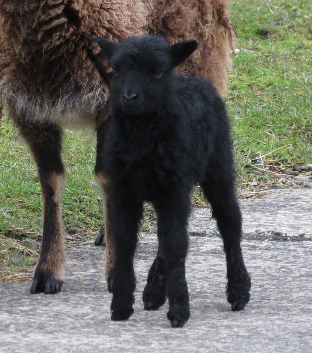 Looks like it is standing right up on it tip-toes.