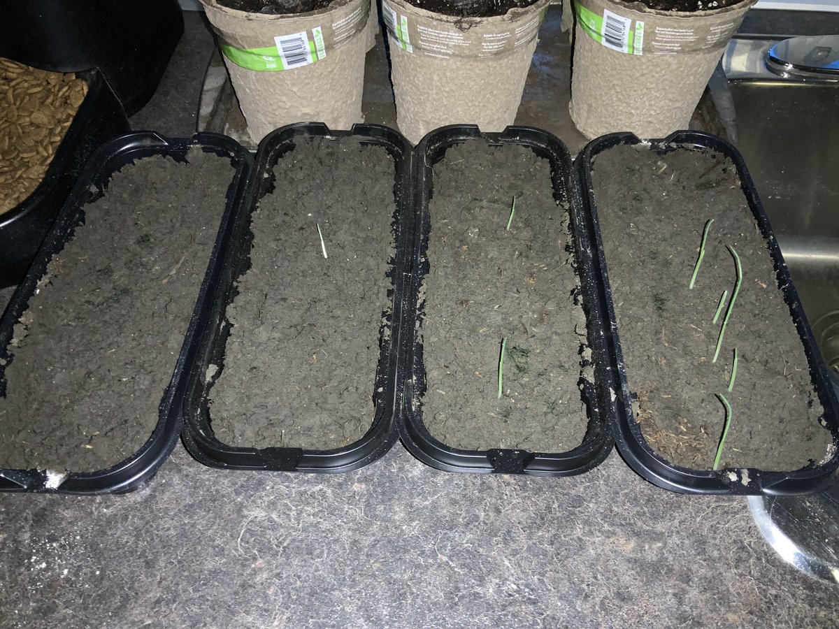 LyleJensen6's tweet photo. Growth chamber test #1 with very saline soil and oats. L to R - Control, Natures Aid Early Riser, Humaterra, and Early riser + Humaterra. Pretty dramatic results so far! Emergence took 12 days.
#agroplus #humaterra @terra_huma #seeding #westcdnag #cdnag #AgTwitter https://t.co/bqHJq4D4DF