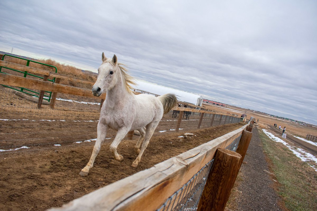 Luvin Arms Animal Sanctuary tweet media