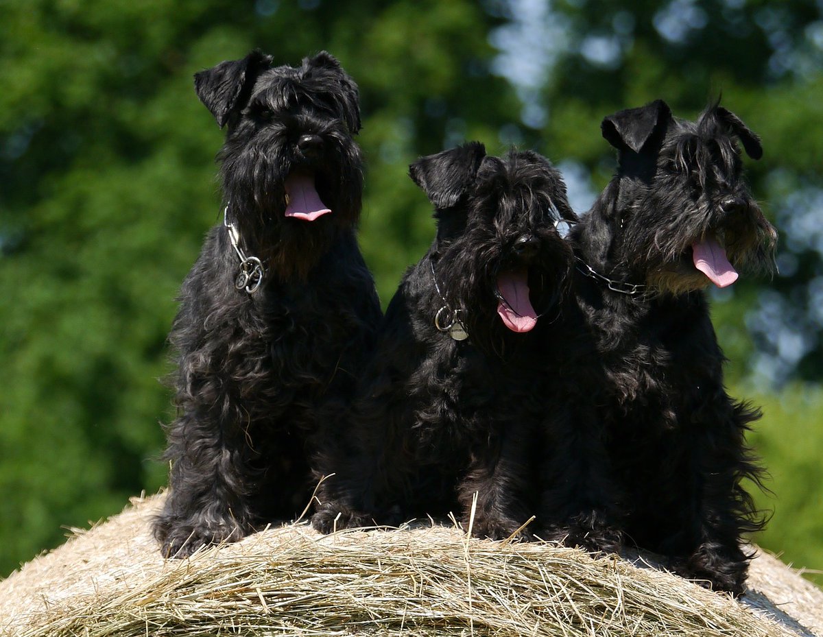 MundoSchnauzer's tweet photo. Los Schnauzer Miniatura entran en el top-10 de las razas favoritas en España, pese a disminuir las inscripciones en el LOE https://t.co/z64bjFUoKW https://t.co/Pnb9ia9y3Y